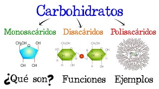 🍞 Carbohidratos 💥 ¿Qué son 🥔 Funciones 🍟 EJEMPLOS 🥞 Fácil y Rápido  BIOLOGÍA [upl. by Noskcaj735]