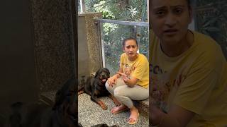 Rottweiler Buzbee Kabhi Baap Nahi Ban Sakta shorts dogs rottweiler youtubeshorts namitaology [upl. by Humfrid]