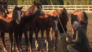 Comportement du cheval le selle francais [upl. by Gehlbach]