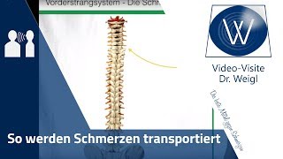 Was sind Schmerzen Schmerz amp Schmerzweiterleitung Vom Rückenmark bis Gehirn  Schmerz verstehen [upl. by Larentia]