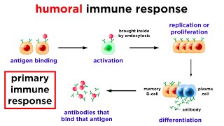 The Immune System Innate Defenses and Adaptive Defenses [upl. by Vaughn]