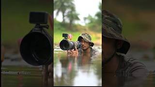 Wildlife Photography shorts india nikon birdphotography nature motivation photographer [upl. by Nohsal794]