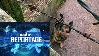 Reportage Hundequäler [upl. by Arola]