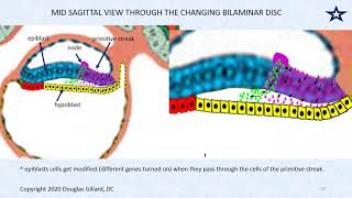 Embryology Gastrulation The Process of Forming the Primitive Streak and Three Germ Layers [upl. by Aihsei]