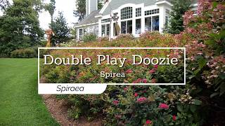 30 Seconds with Double Play Doozie® Spirea [upl. by Kopans]