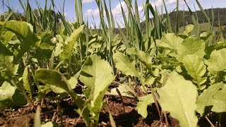 The POWER of Winter Rye for Whitetail Food Plots [upl. by Inuat]