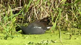 Gallinule d’Amerique Common gallinule gallinula galeata Naples Floride avril 2024 [upl. by Ardnaxela2]