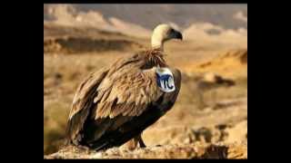 النسر الاسرائيلي Eagle Israeli [upl. by Evante]