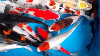 Koi Paket Mix 15 ekor Grade A 2730cm [upl. by Oren640]