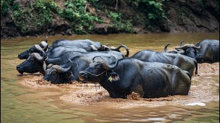 Buffaloes Chill in the Canal [upl. by Nrevel]