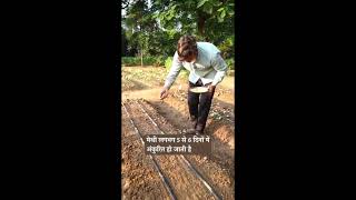 RAISED BED SYSTEM SOIL PREPARATION SOWING WATERING AND HARVESTING raisedbedgarden organic TRY [upl. by Urian101]