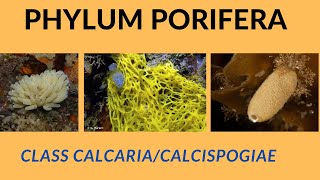 CLASSIFICATION OF PHYLUM PORIFERA  CLASS CALCARIA  BSC [upl. by Waal]