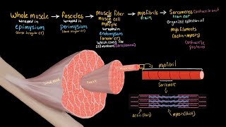 Structural Organization of Skeletal Muscle [upl. by Sirak996]