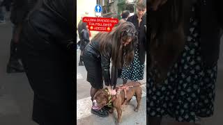 É Rubacuori solo grazie a voi 🥰 icerubacuori superstar americanbully pitbull vip angel pets [upl. by Alakcim]