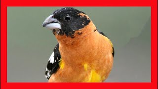 Blackheaded Grosbeak Song Blackheaded Grosbeak Call Blackheaded Grosbeak Sound Singing [upl. by Matuag584]