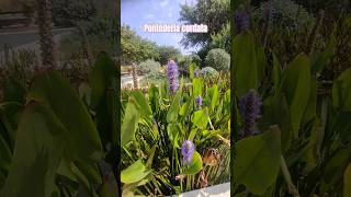 Pontederia cordata 🌿 jardines flowers acuatico gardeningflowers [upl. by Teteak]