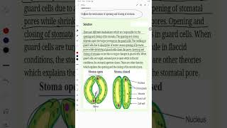 Explain the mechanism of opening and closing of stomata [upl. by Ezitram]