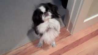 Bonzai The Japanese Chin Dog quotChin Spinningquot for Dinner [upl. by Talbert]