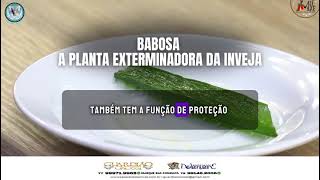 BABOSA PLANTA EXTERMINADORA DA INVEJA [upl. by Corwin]