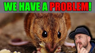 How to catch a Mouse ALIVE [upl. by Osnola]