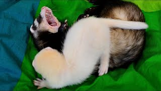 ferret puppy Yuki vs Spike [upl. by Ssew]