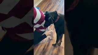 Dog tries sparkling water for the first time shorts [upl. by Htide]