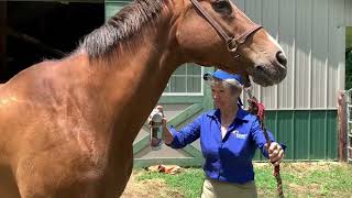 Herbal soothing Liniment for Horses [upl. by Alleciram679]