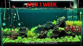 AFTER 1 WEEK  SO WHAT HAPPEN MY 90CM AQUARIUM TANK AQUASCAPE Tutorial [upl. by Inatsed]