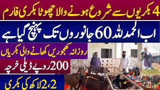 Small Goat Farm And Farming Business idea in Pakistan [upl. by Kohn103]