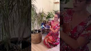 How To Propagate Dracaena Marginata shorts propagation dracaena houseplants [upl. by Dlorrej813]