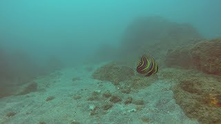 boxfish scrawled filefish Juvenile Cortez Angelfish school of grant and mackerel spadefish jack [upl. by Byers581]