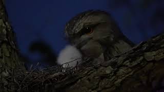 Tawny Frogmouth chick being fed [upl. by Veron313]