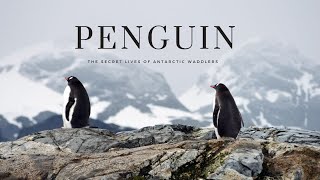 PENGUIN  THE SECRET LIFE OF ANTARTIC WADDLERS [upl. by Curhan]