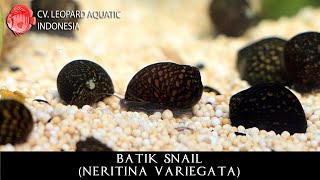 Neritina variegata The ARTISTIC BATIK SNAIL Leopard Aquatic W010A [upl. by Thibaud630]