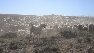 Working Dogs  Our Wyoming [upl. by Aihsital358]