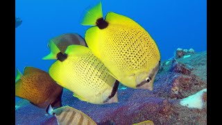 Maui Scuba Diving and Marine Life [upl. by Bricker]