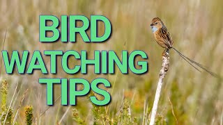 Bird Watching Like a PRO Tips for Spotting Southern Emuwrens [upl. by Aivart]