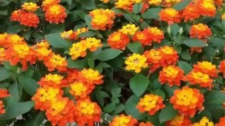 Lantana camara [upl. by Atcele]