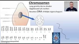 Biodam thema 1 cellen chromosomen [upl. by Aneed]