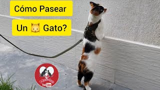 Cómo Pasear un Gato 🐱 [upl. by Joub]