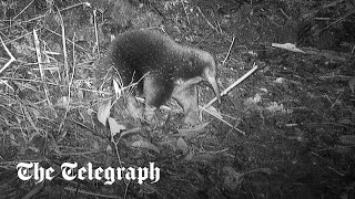 Scientists rediscover Attenborough’s echidna after 60 year hiatus [upl. by Kellyn]