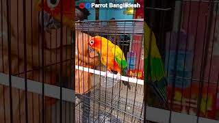 Sun conure price in India  Parrot Bangladesh [upl. by Frederic441]