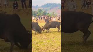 ox fighting very danger game fun everyone [upl. by Rachaba526]