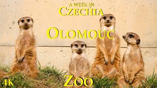 Visiting the Zoo  Olomouc  Czechia [upl. by Hanson]