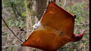 How does a Flying Squirrel taste like 😮 [upl. by Selrhc]