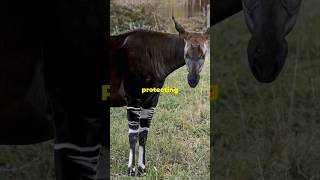 Secrets of the Okapi Forestyoutubeshorts shortvideo shortfeed shorts shortsviral [upl. by Emmalynne]