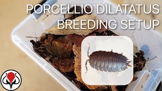 Giant Canyon Isopods  Breeding Enclosure Setup Porcellio dilatatus [upl. by Hutchison333]