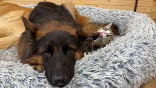 Tiny Kitten Takes Care Of Her Favorite German Shepherd [upl. by Laks]