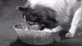 Lassie full episodes  The Raffle  30 Minutes  Old Cartoons  Kids Movie  Videos for Kids [upl. by Ruthi]