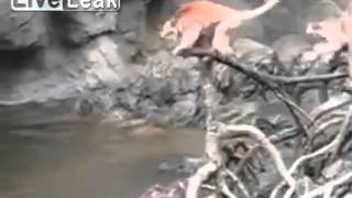 Sea Otters Killing Monkey In Zoo [upl. by Etteoj]